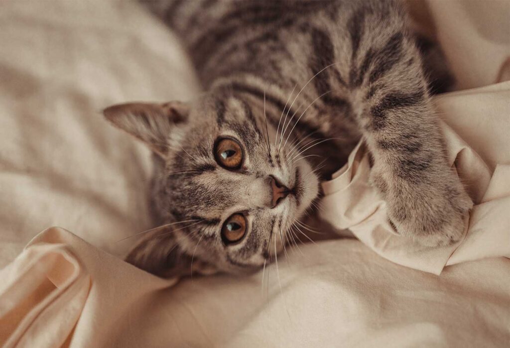 gatos