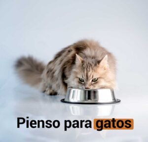 pienso-gatos