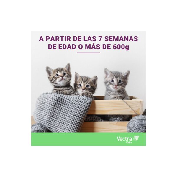 Vectra Felis para gatos - 3 Pipetas - Imagen 3